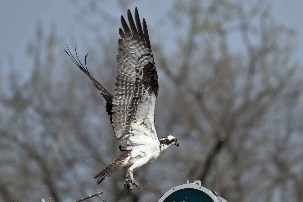 Houghtaling Island Area 13