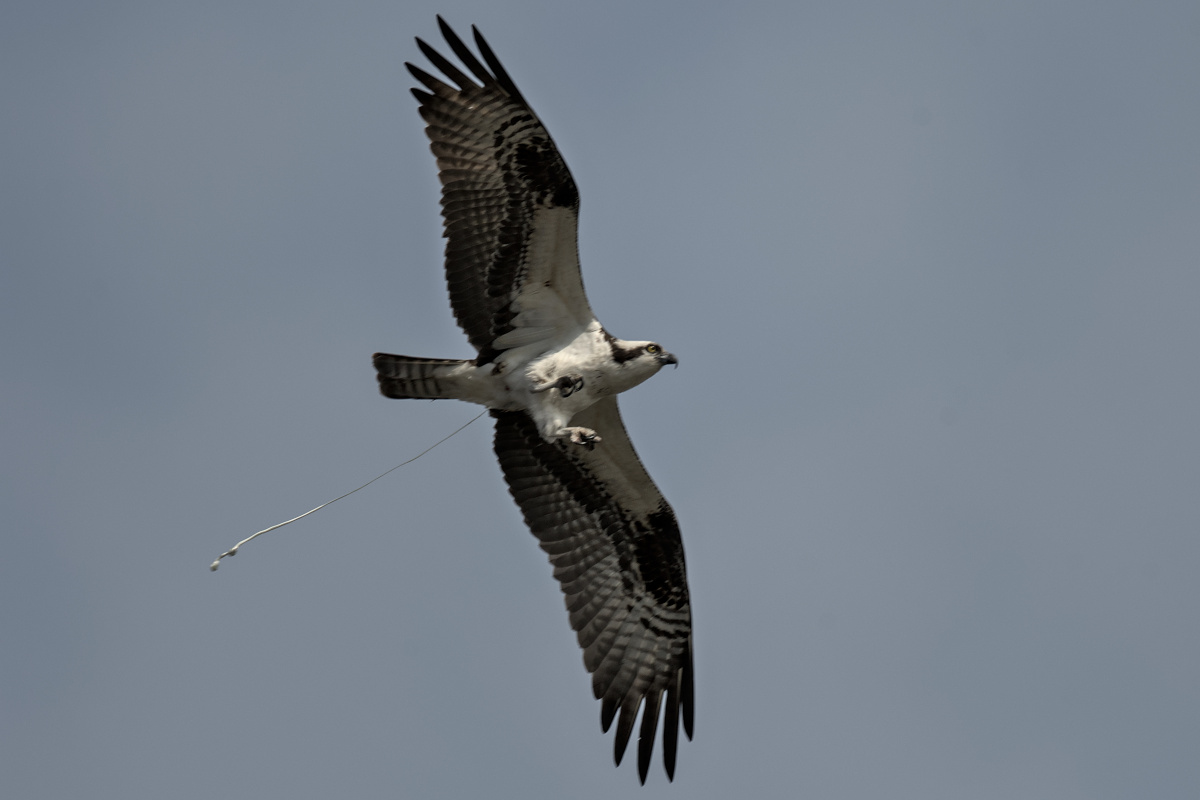 Houghtaling Island Area 14