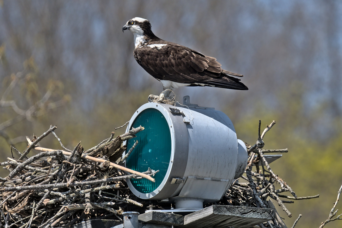 Houghtaling Island Area 15