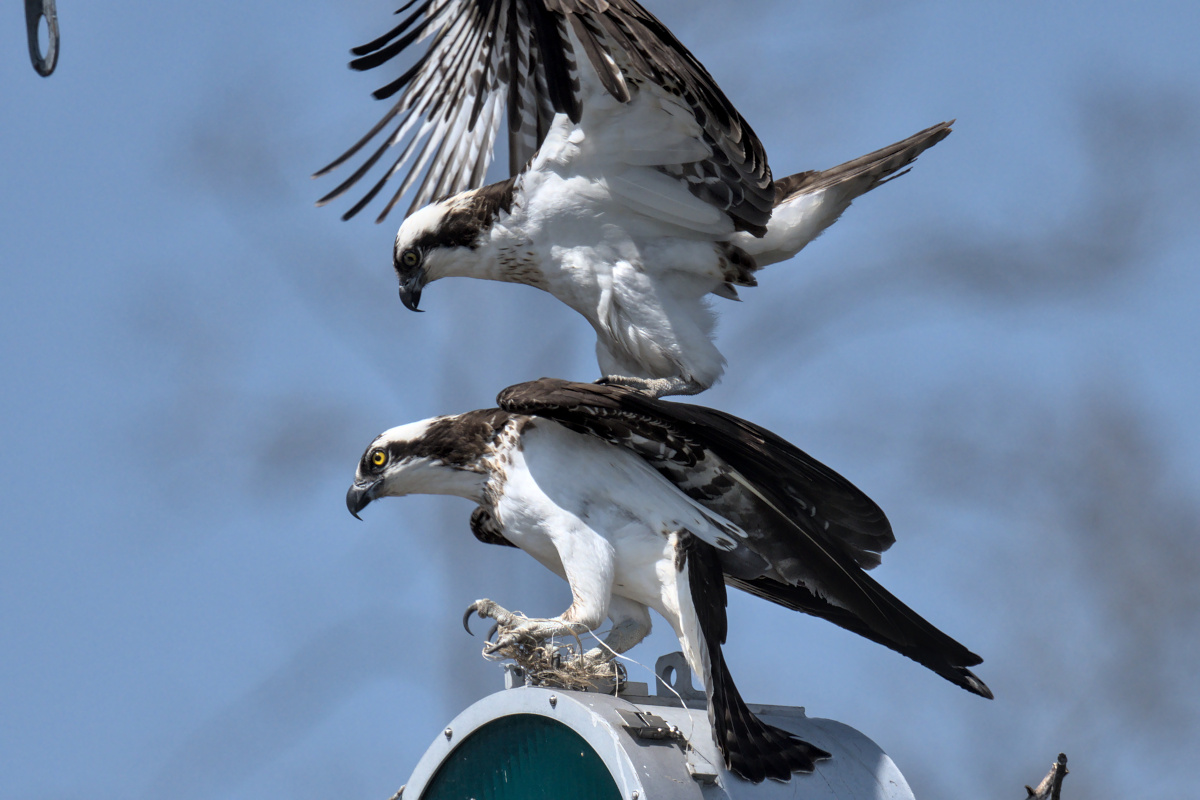 Houghtaling Island Area 16