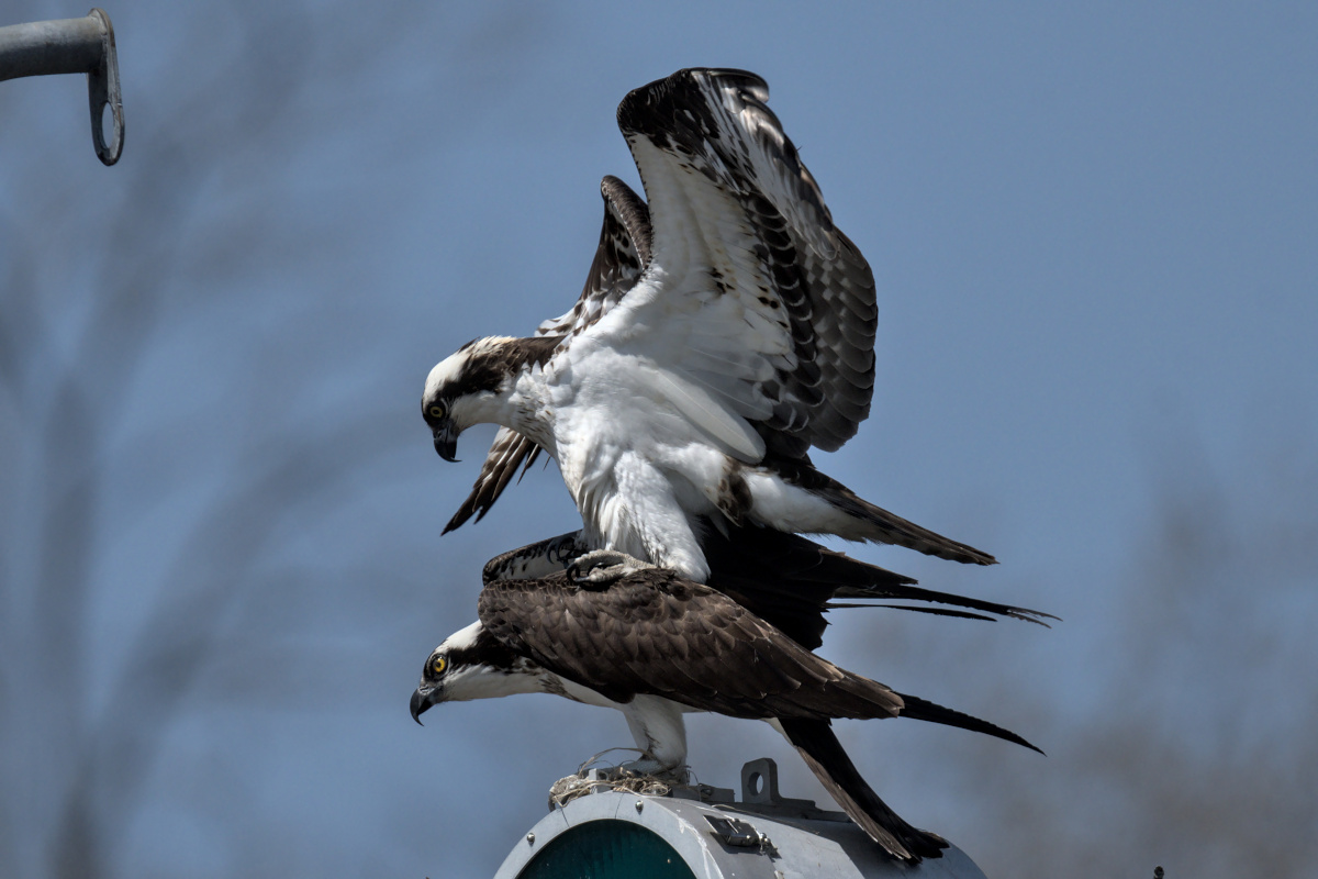 Houghtaling Island Area 17