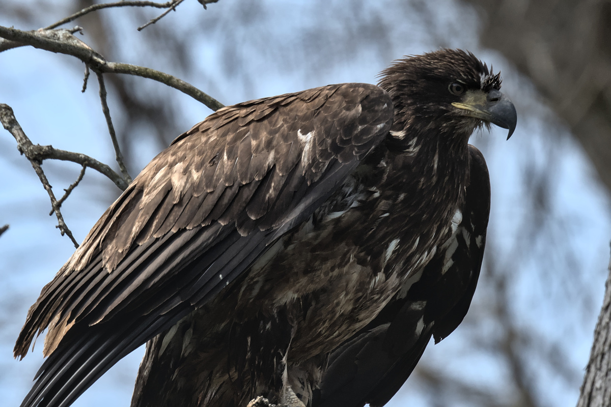 Houghtaling Island Area 20