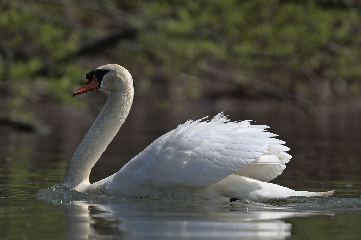 Houghtaling Island Area 21