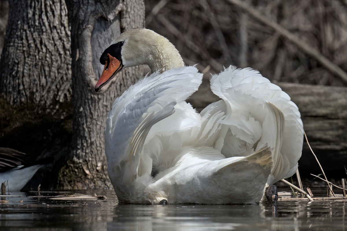 Houghtaling Island Area 22