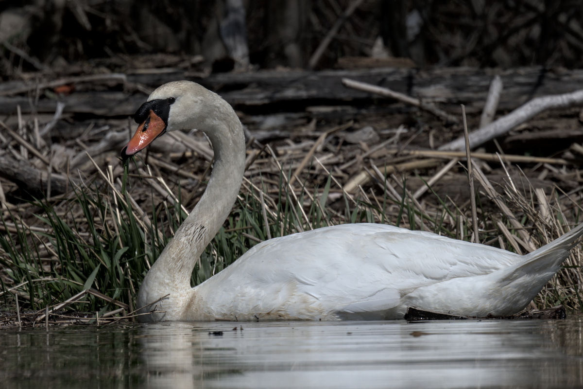 Houghtaling Island Area 23