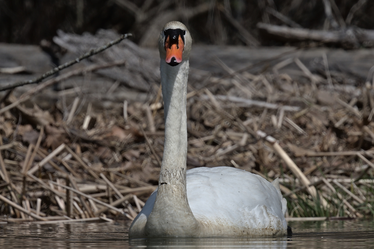 Houghtaling Island Area 24