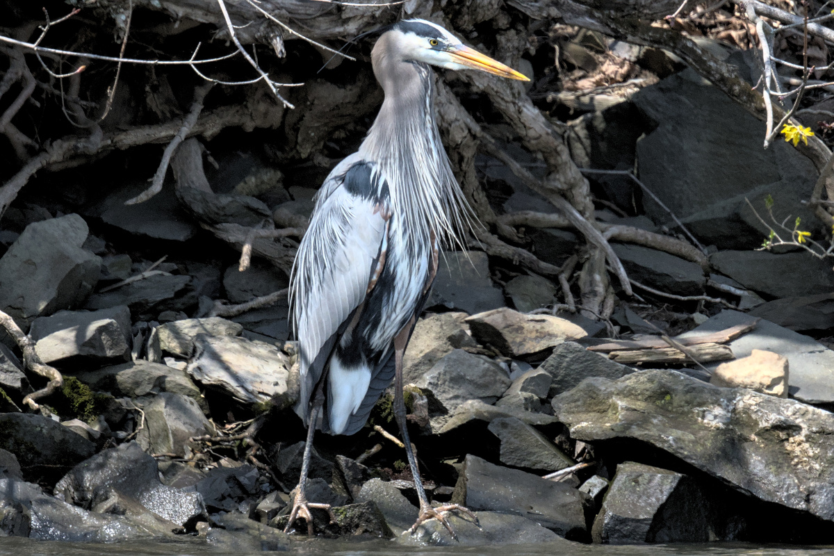 Houghtaling Island Area 25