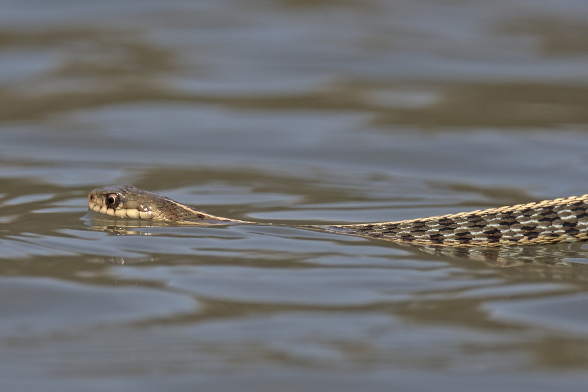 Houghtaling Island Area 26