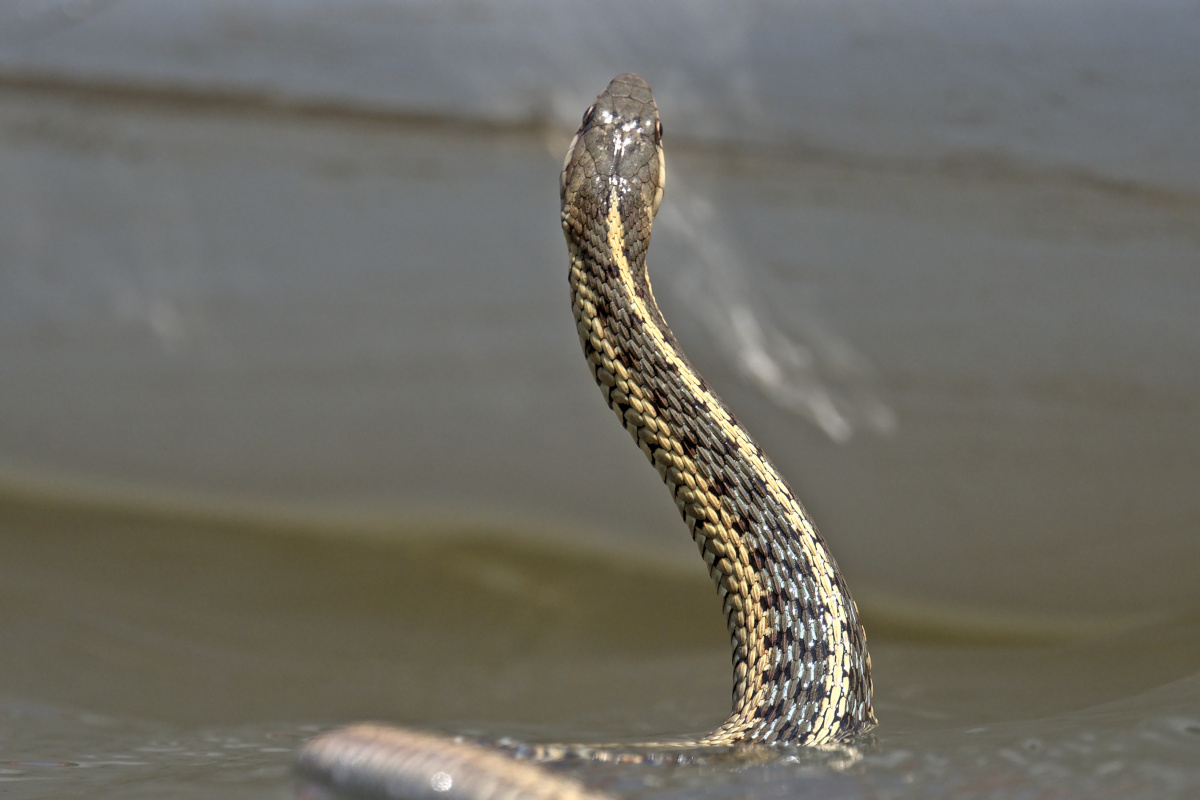 Houghtaling Island Area 27