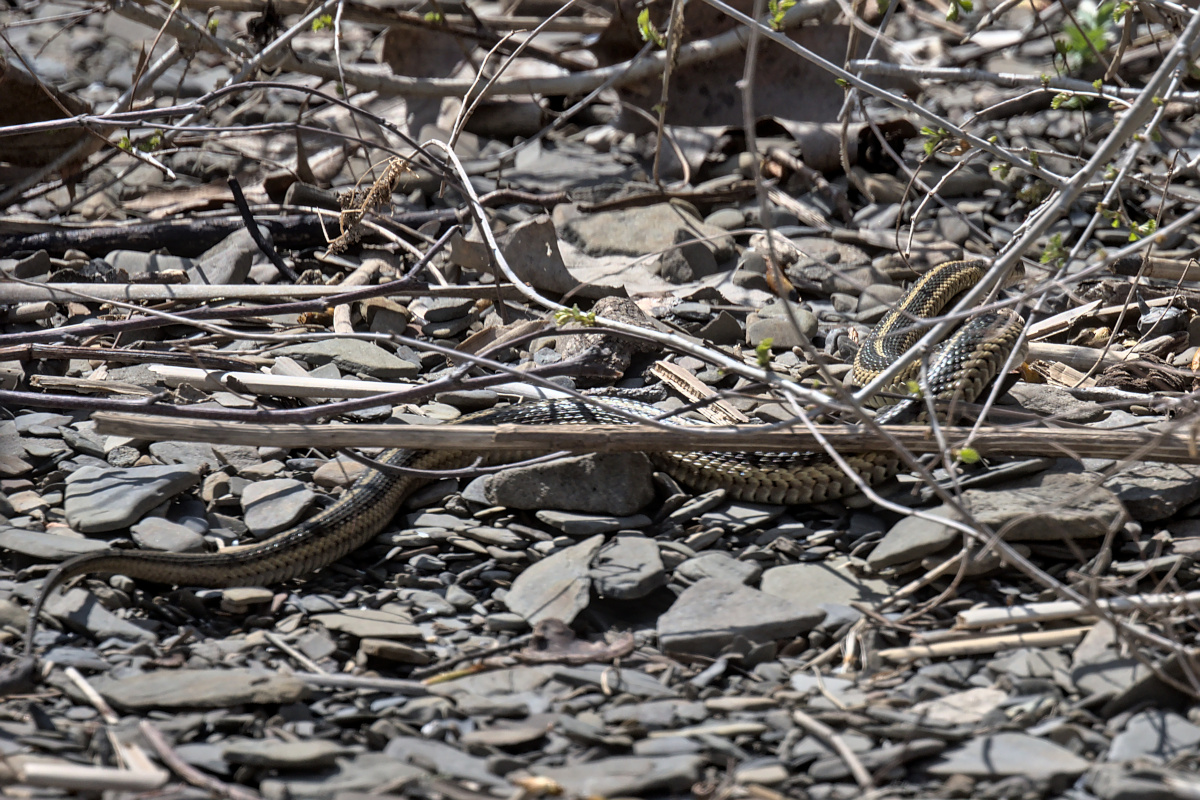 Houghtaling Island Area 34