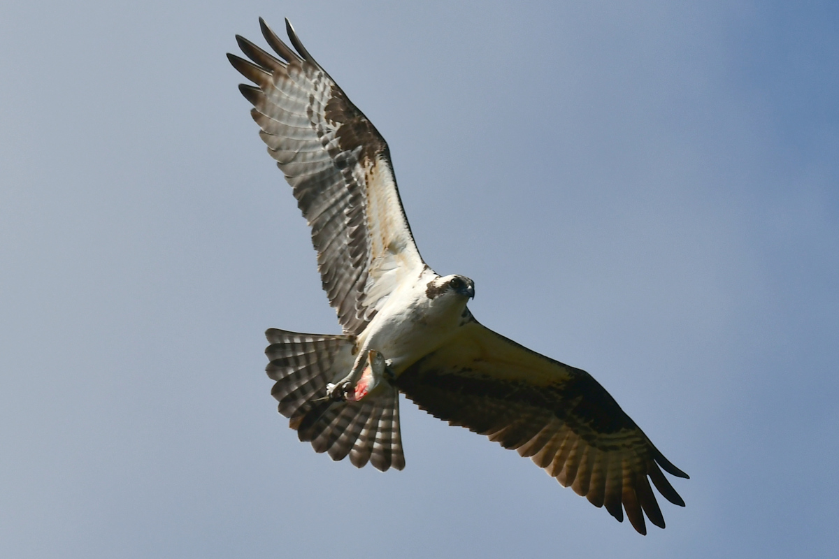 Ospreys at Hudson Anchorage 02