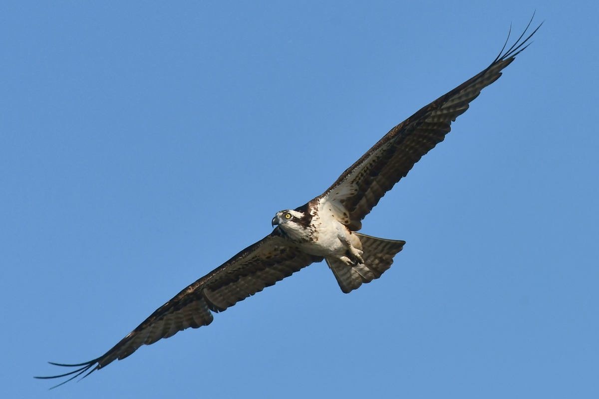 Ospreys at Hudson Anchorage 03