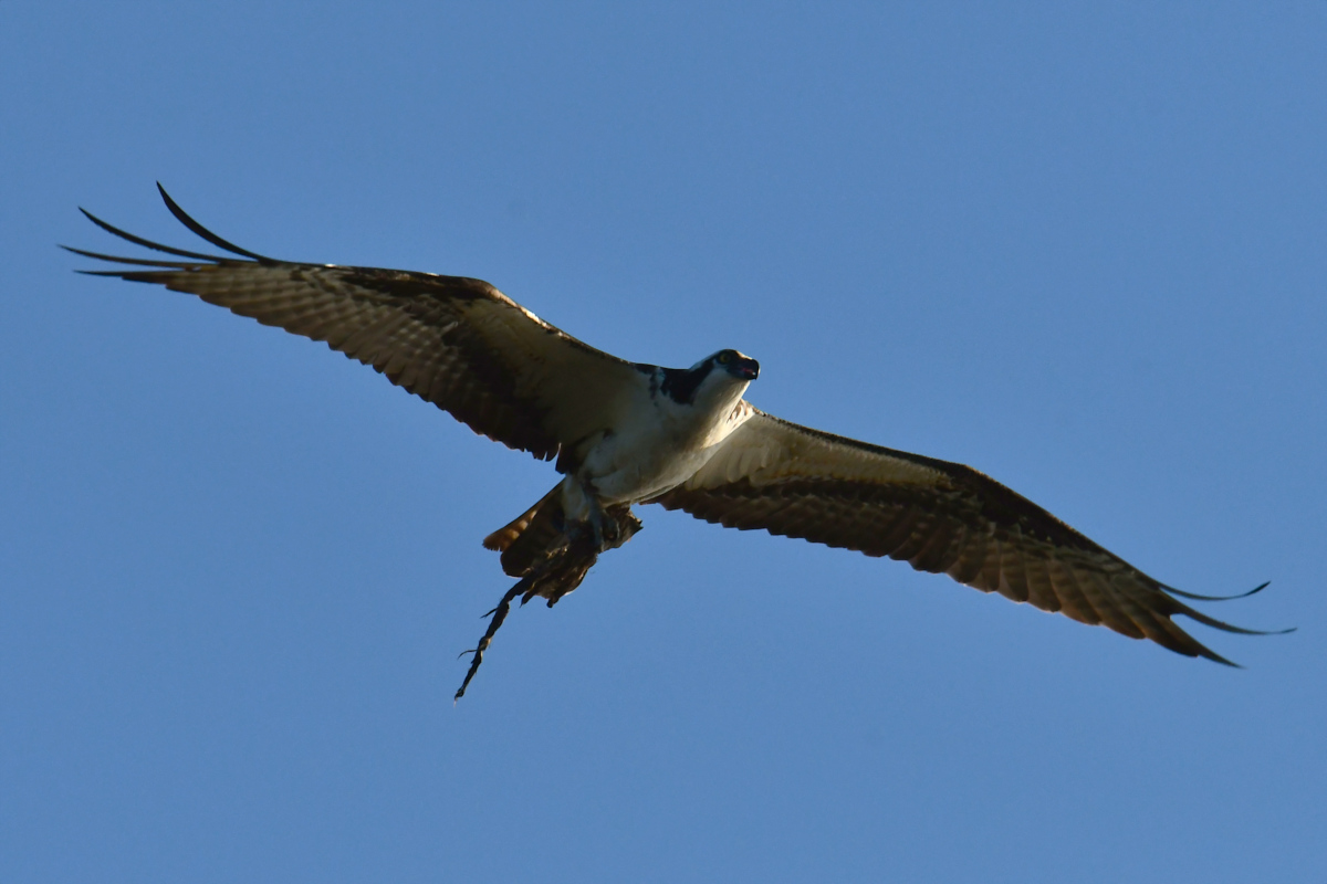 Ospreys at Hudson Anchorage 04