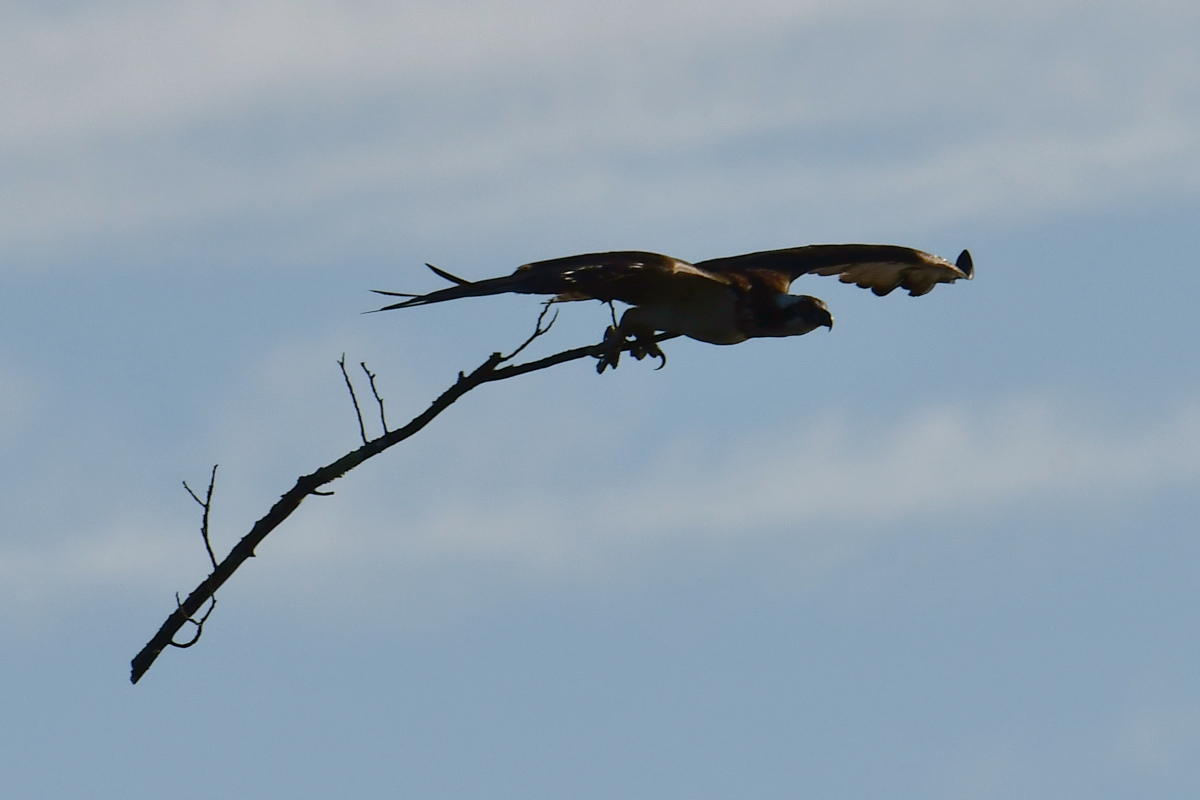 Ospreys at Hudson Anchorage 05