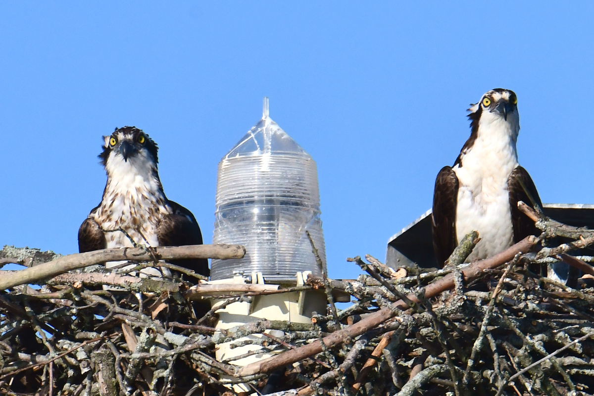 Ospreys at Hudson Anchorage 06