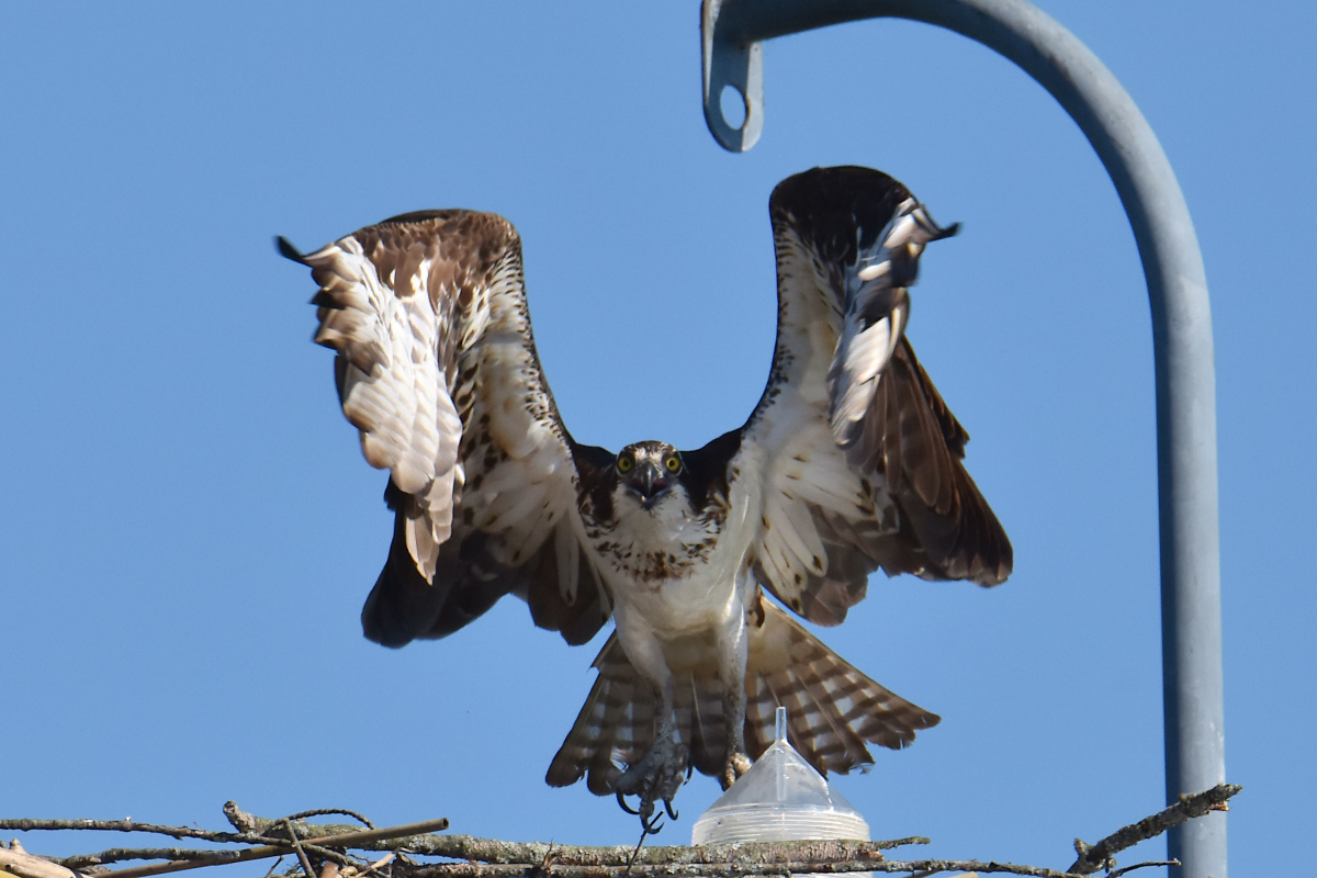 Ospreys at Hudson Anchorage 07