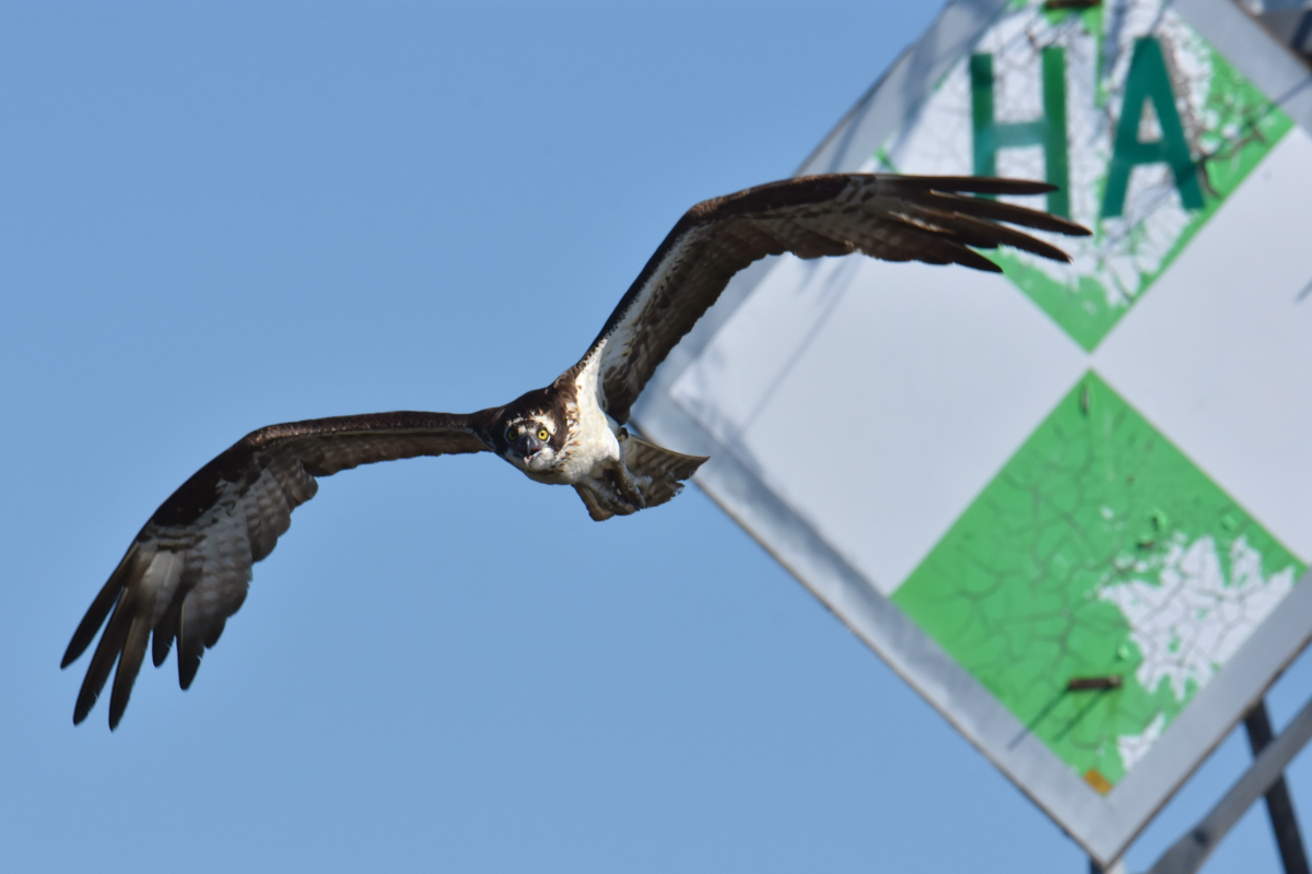 Ospreys at Hudson Anchorage 08