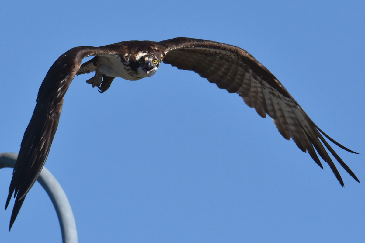 Ospreys at Hudson Anchorage 09