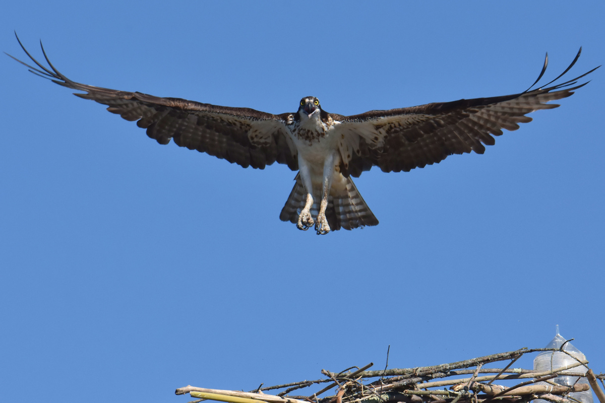 Ospreys at Hudson Anchorage 11