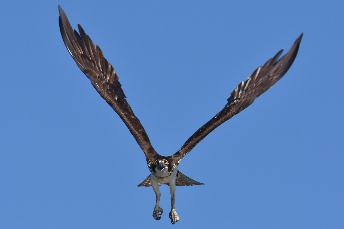 Ospreys at Hudson Anchorage 12