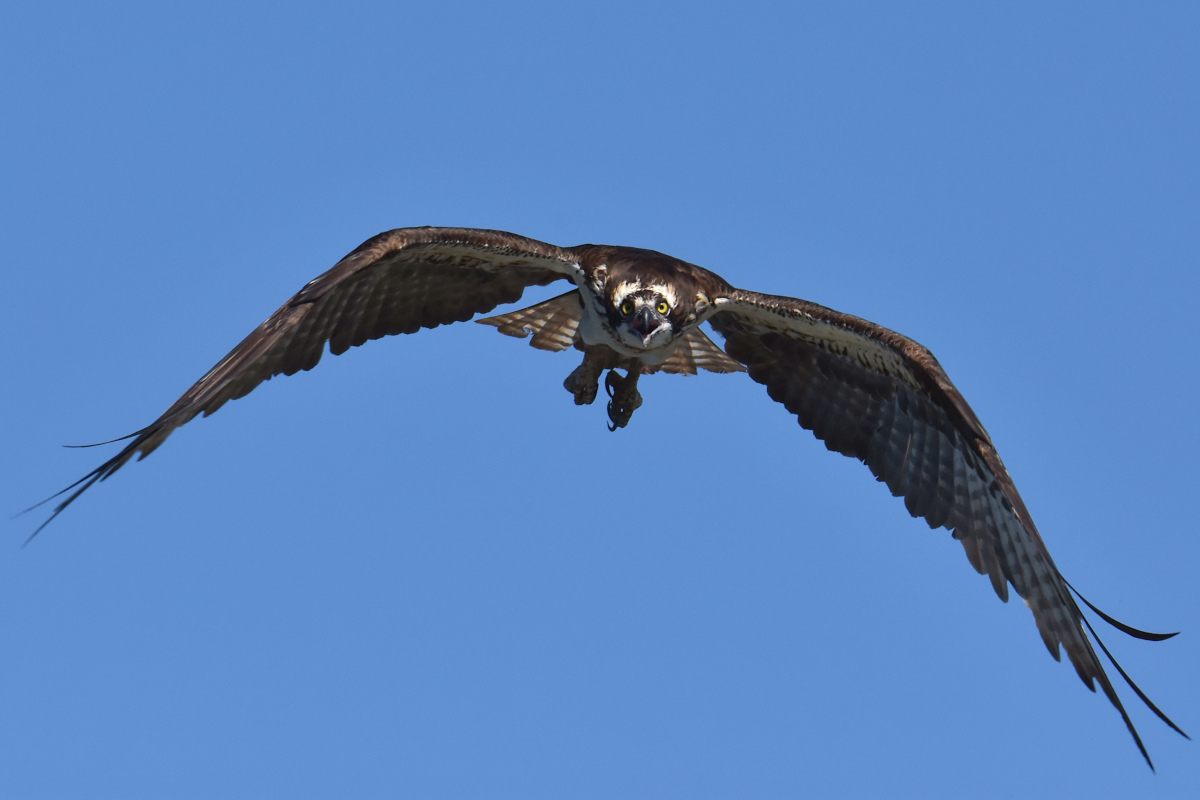 Ospreys at Hudson Anchorage 13