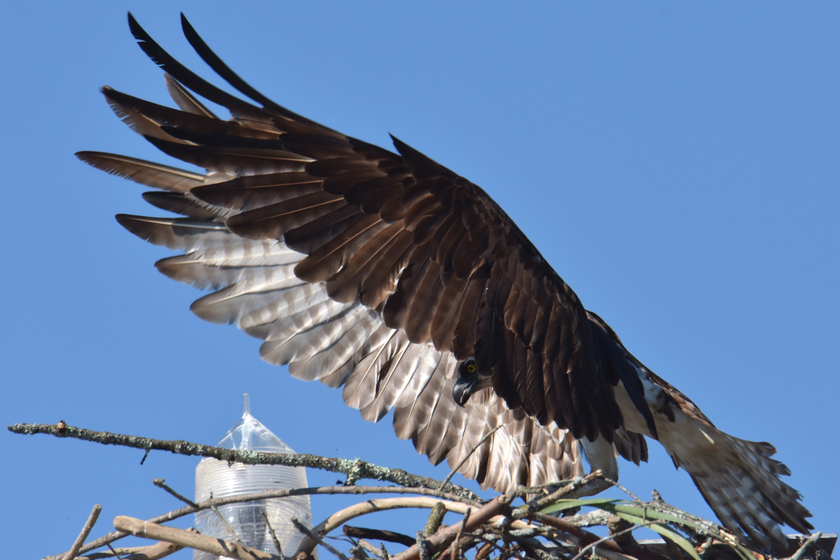 Ospreys at Hudson Anchorage 14