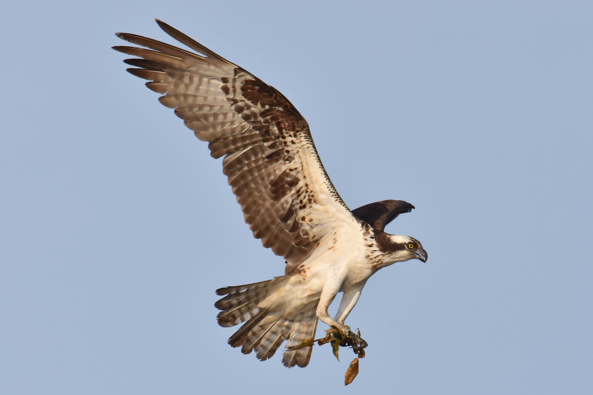 Ospreys at Hudson Anchorage 15