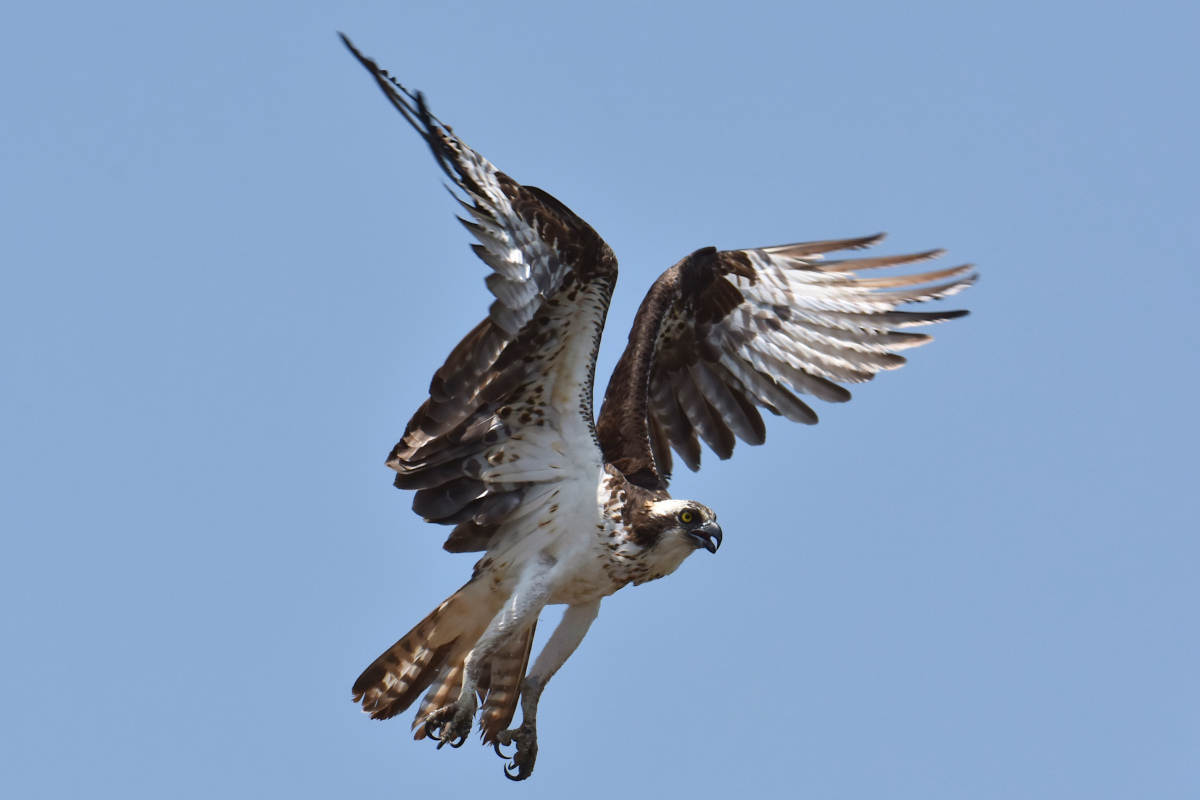 Ospreys at Hudson Anchorage 16