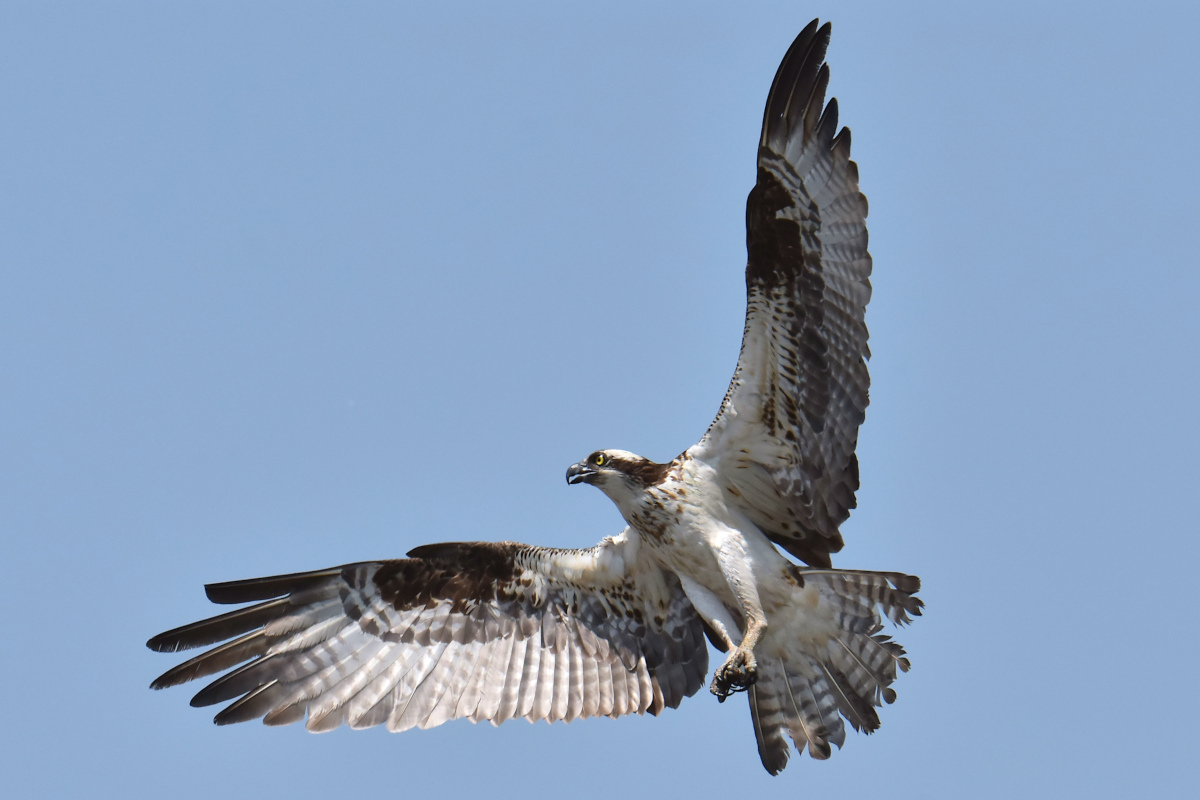 Ospreys at Hudson Anchorage 17