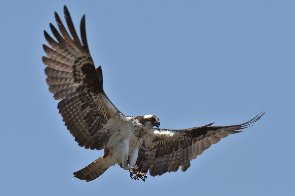 Ospreys at Hudson Anchorage 18