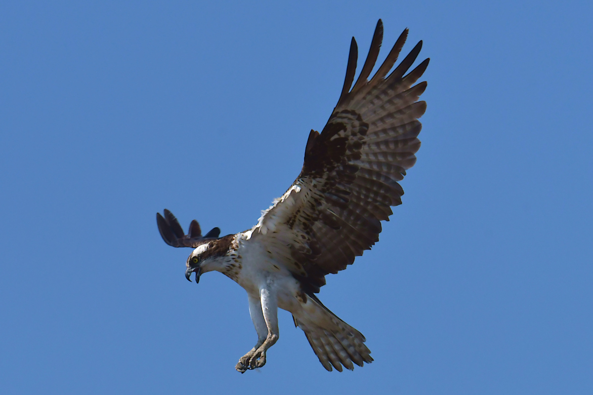Ospreys at Hudson Anchorage 19