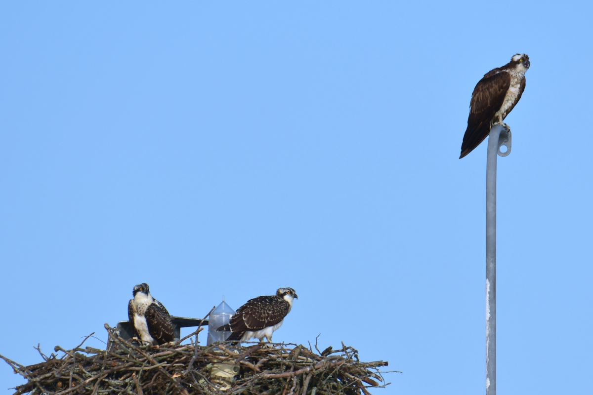 Ospreys at Hudson Anchorage 20