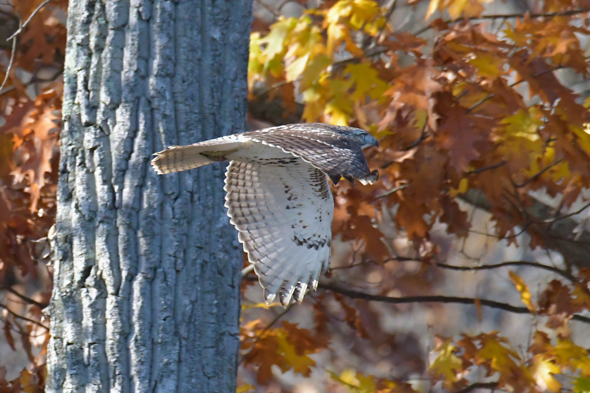 Indian Summer on the Hudson 02