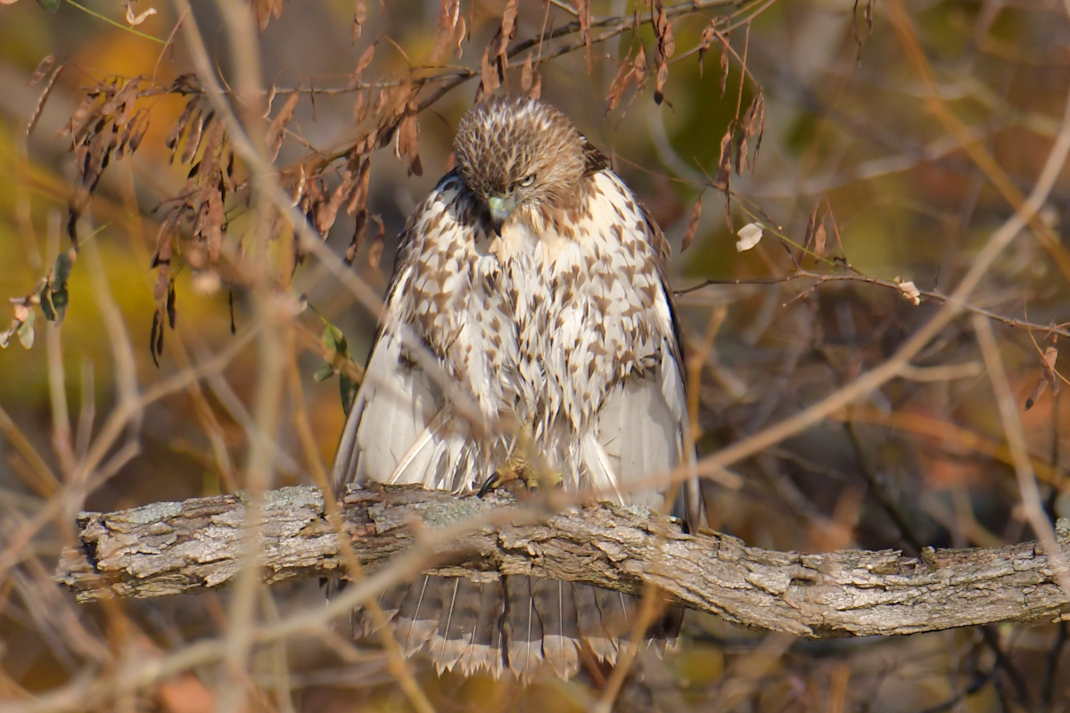 Indian Summer on the Hudson 04