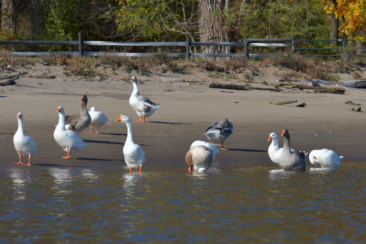 Indian Summer on the Hudson 06