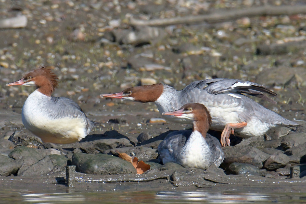 Indian Summer on the Hudson 07