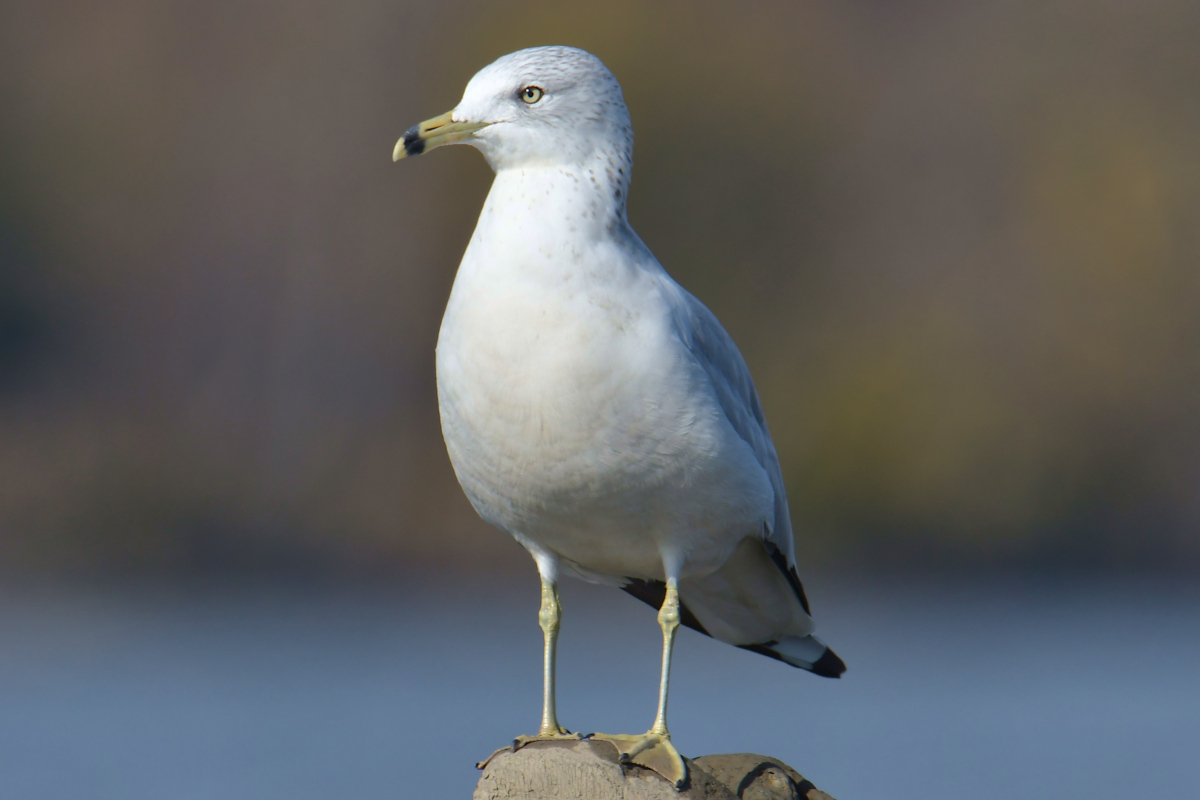 Indian Summer on the Hudson 13