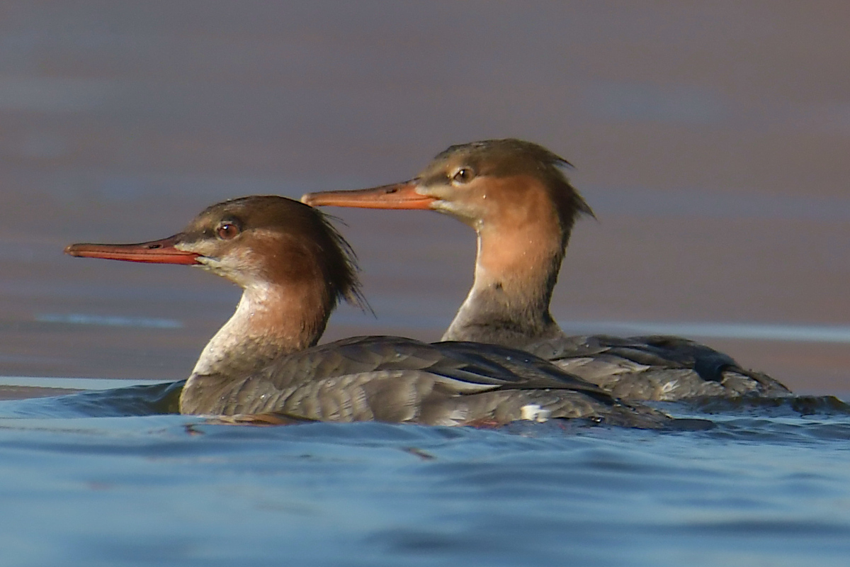 Indian Summer on the Hudson 26