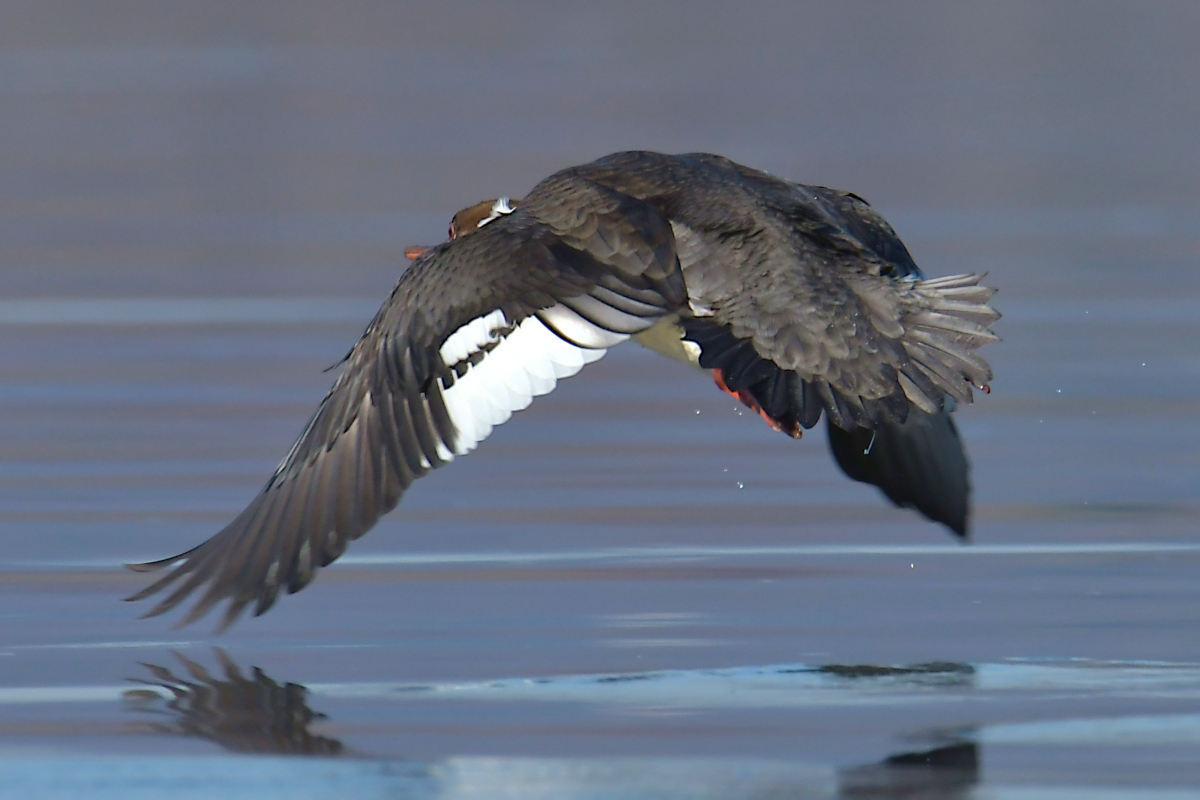Indian Summer on the Hudson 29