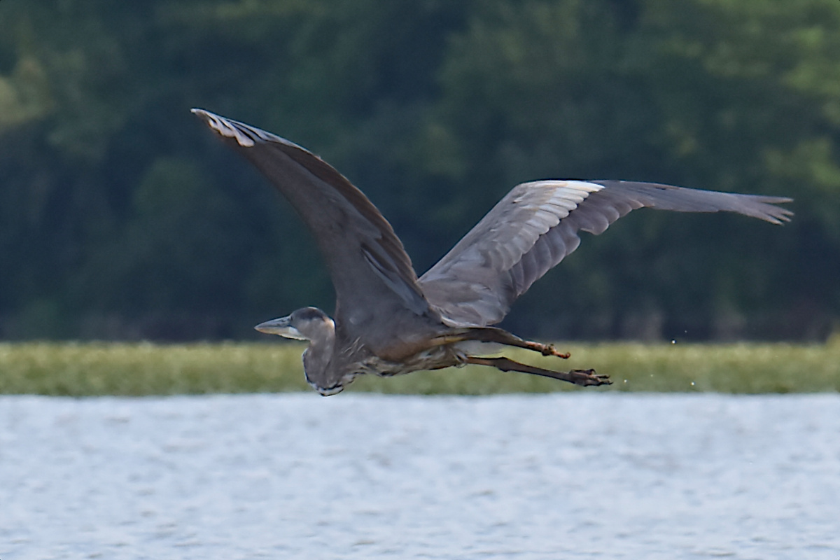 Injured Great Blue Herons 05