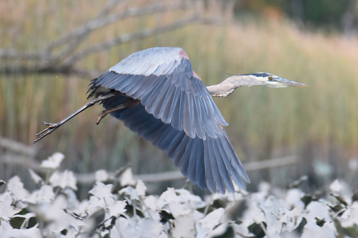 Injured Great Blue Herons 10