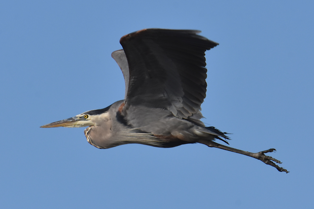 Injured Great Blue Herons 11