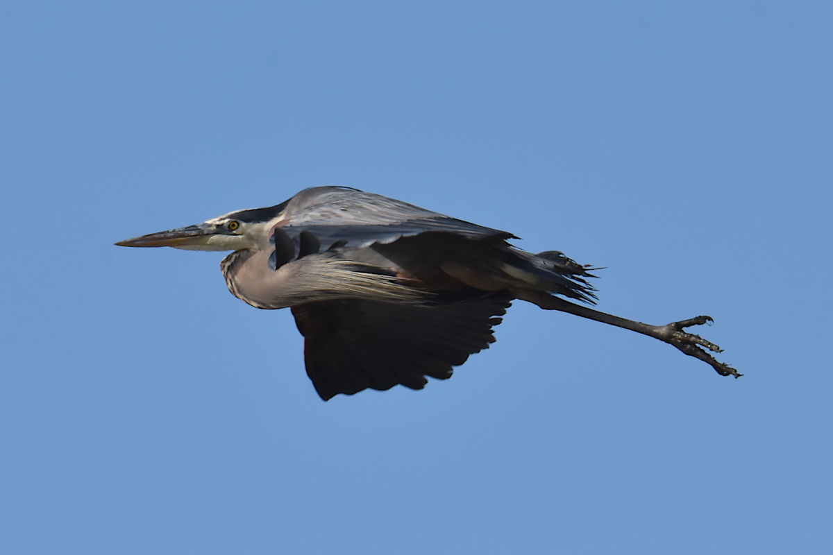 Injured Great Blue Herons 12