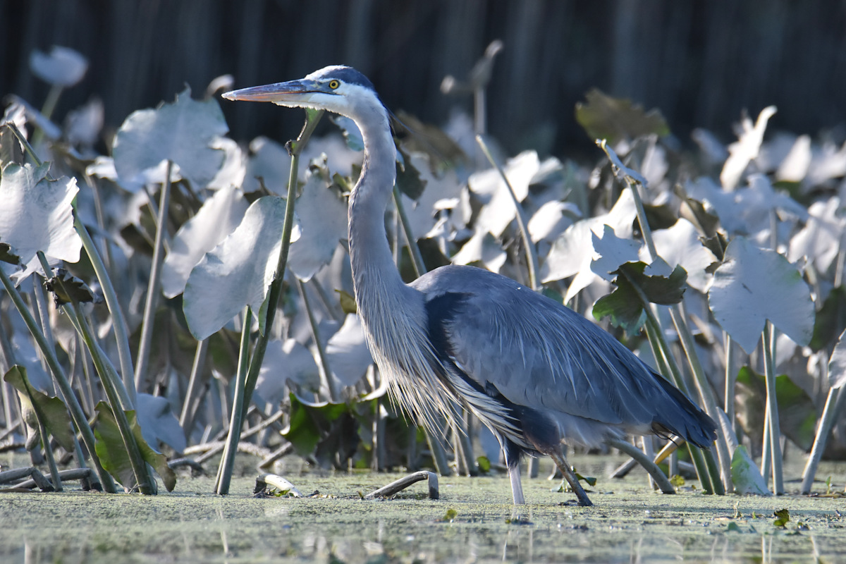 Injured Great Blue Herons 13