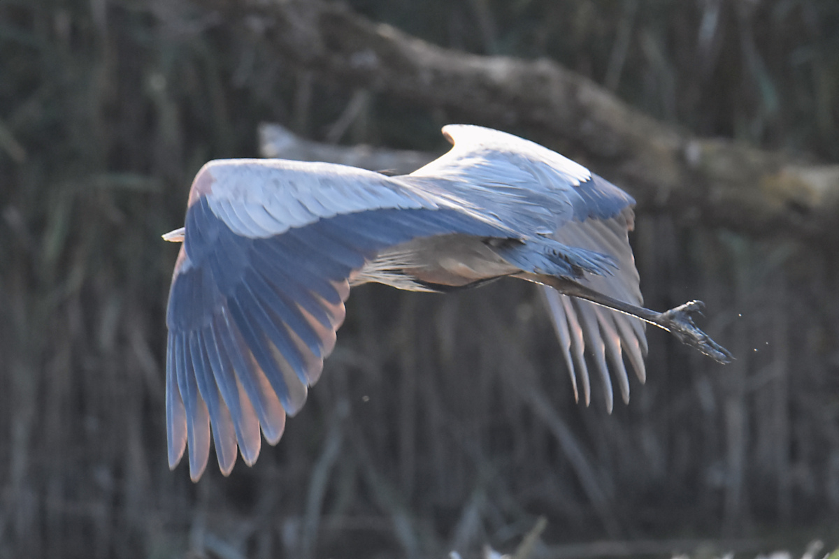 Injured Great Blue Herons 14