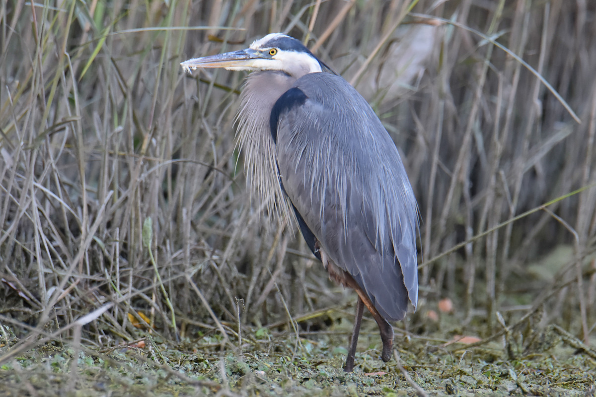 Injured Great Blue Herons 15
