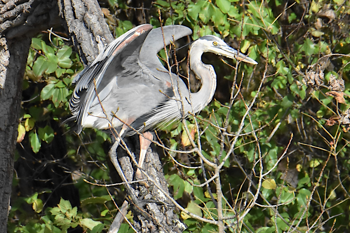Injured Great Blue Herons 16