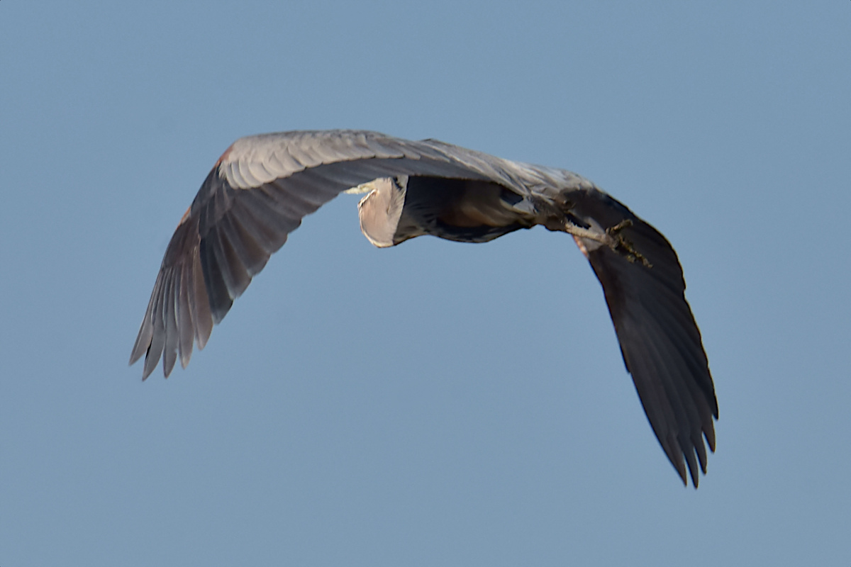 Injured Great Blue Herons 17
