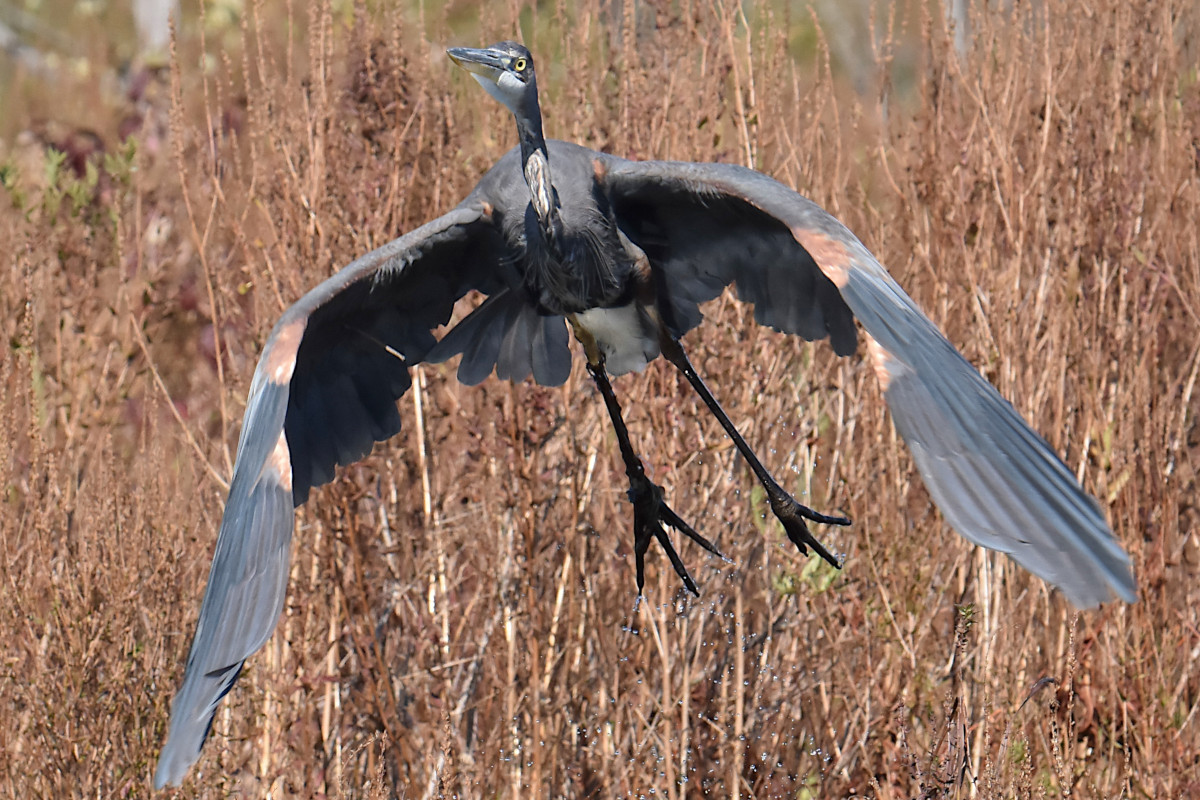 Injured Great Blue Herons 18