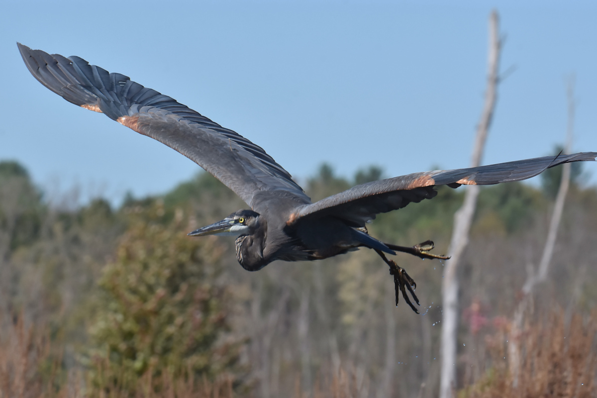 Injured Great Blue Herons 19